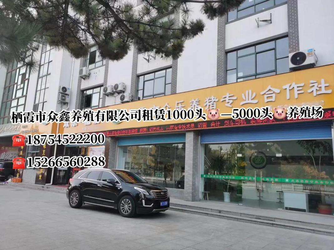 棲霞市眾鑫養殖租賃1000頭 鑫眾企業推動養殖輕資產模式新實踐